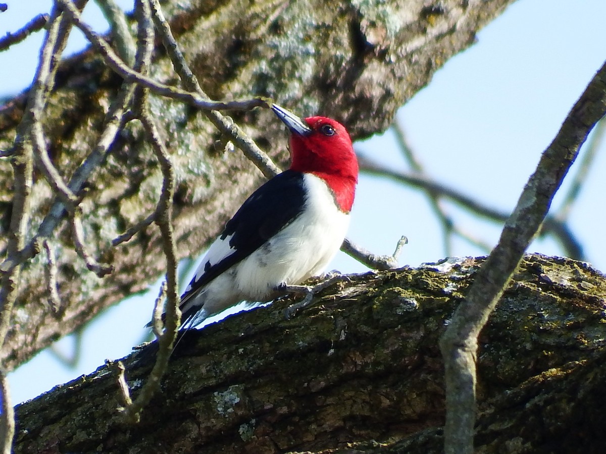Red-headed Woodpecker - ML218531991