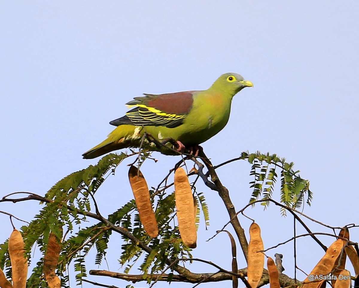Gray-cheeked Green-Pigeon - ML218532311