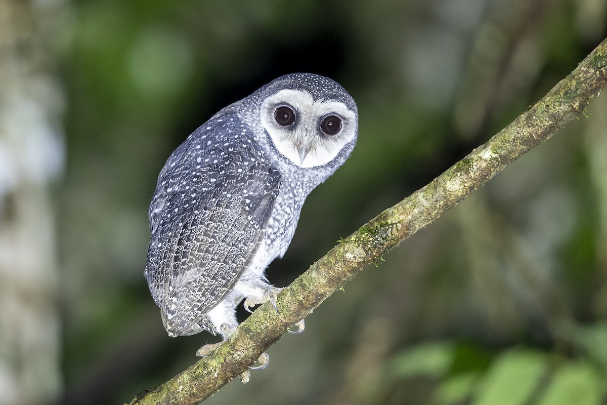 Sooty Owl (Lesser) - ML218533081