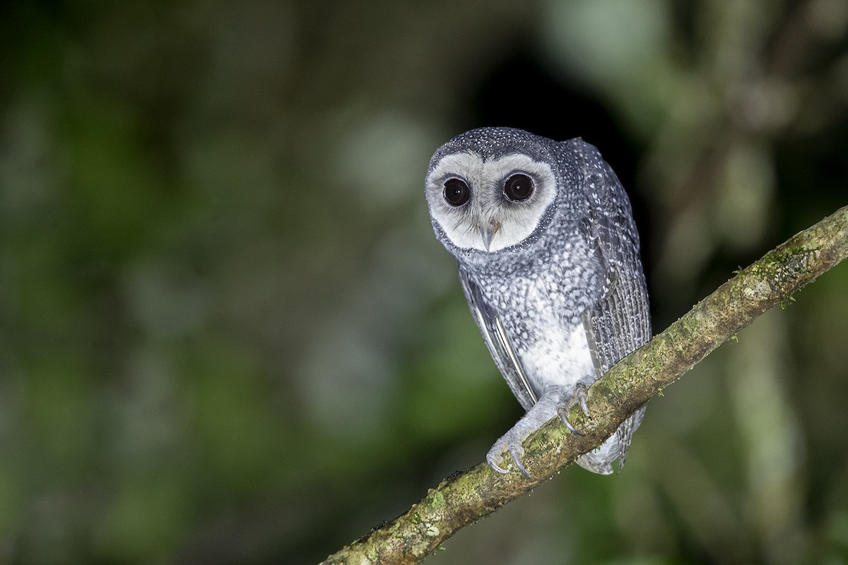 Sooty Owl (Lesser) - ML218533091