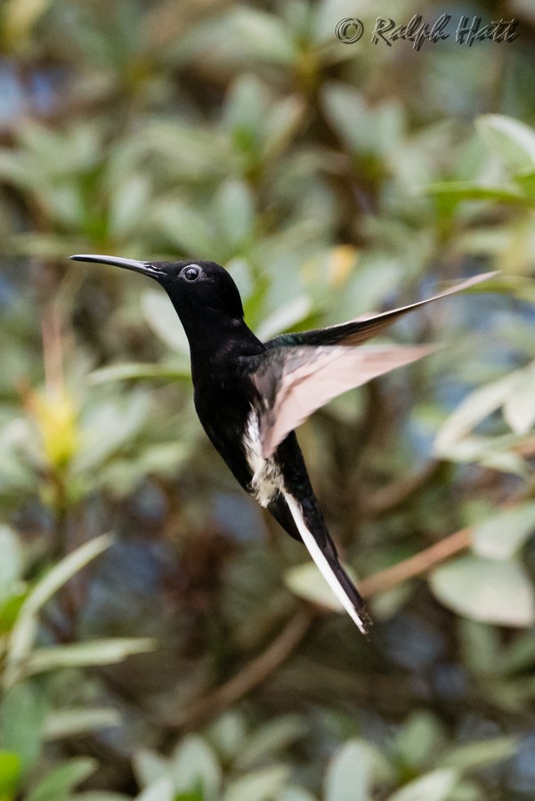 kolibřík černobílý - ML218534241
