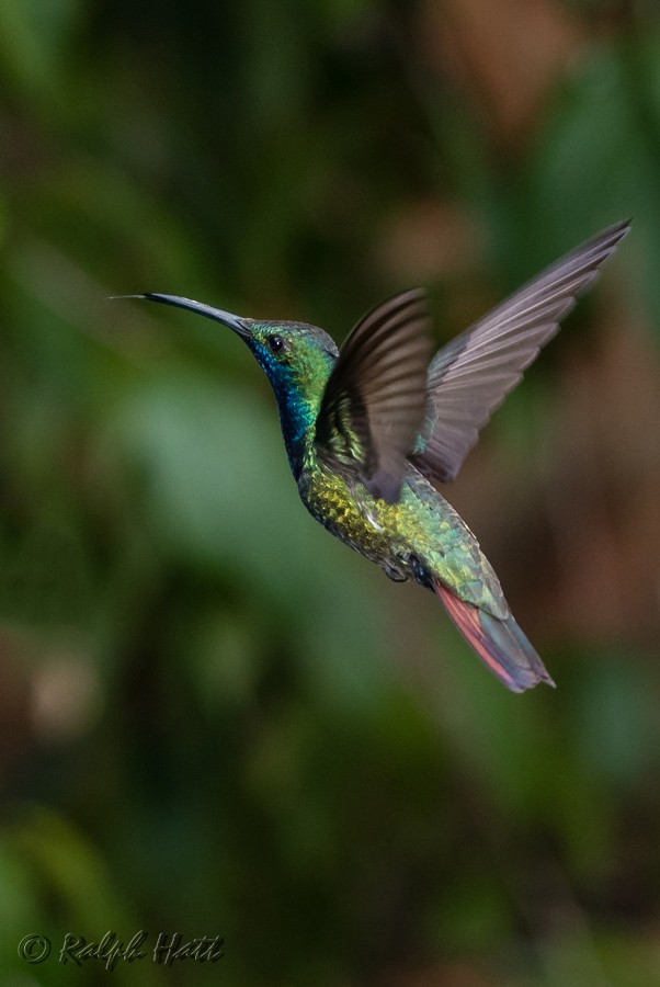 kolibřík tropický - ML218534451