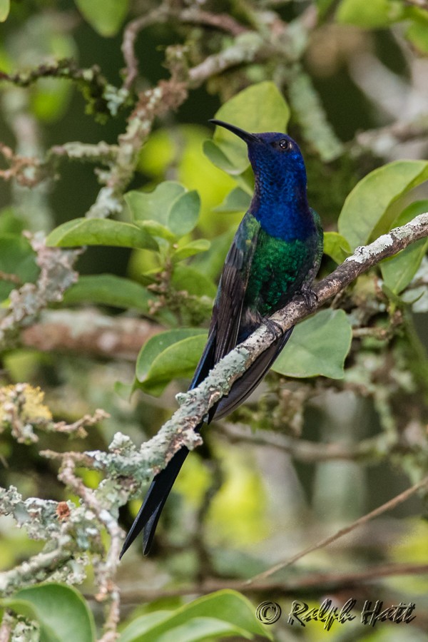 Swallow-tailed Hummingbird - ML218534561