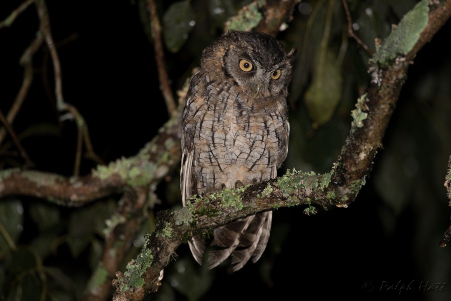 Tropical Screech-Owl - Ralph Hatt