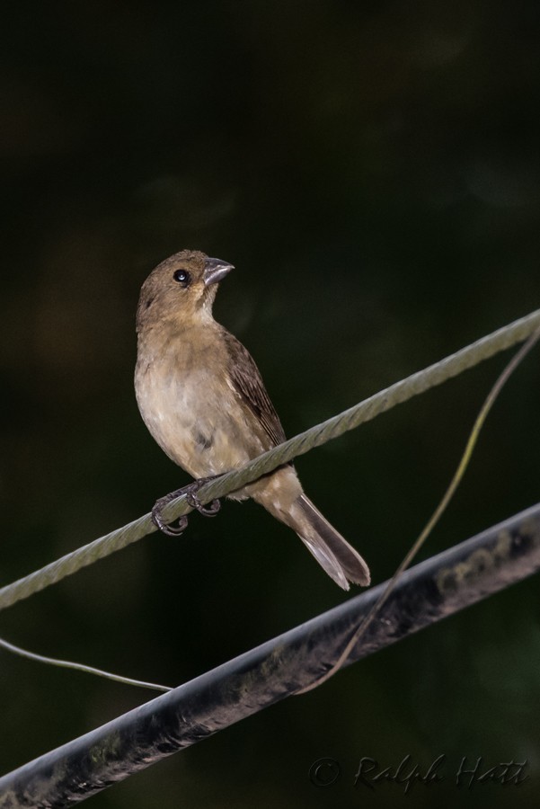 Double-collared Seedeater - ML218535421