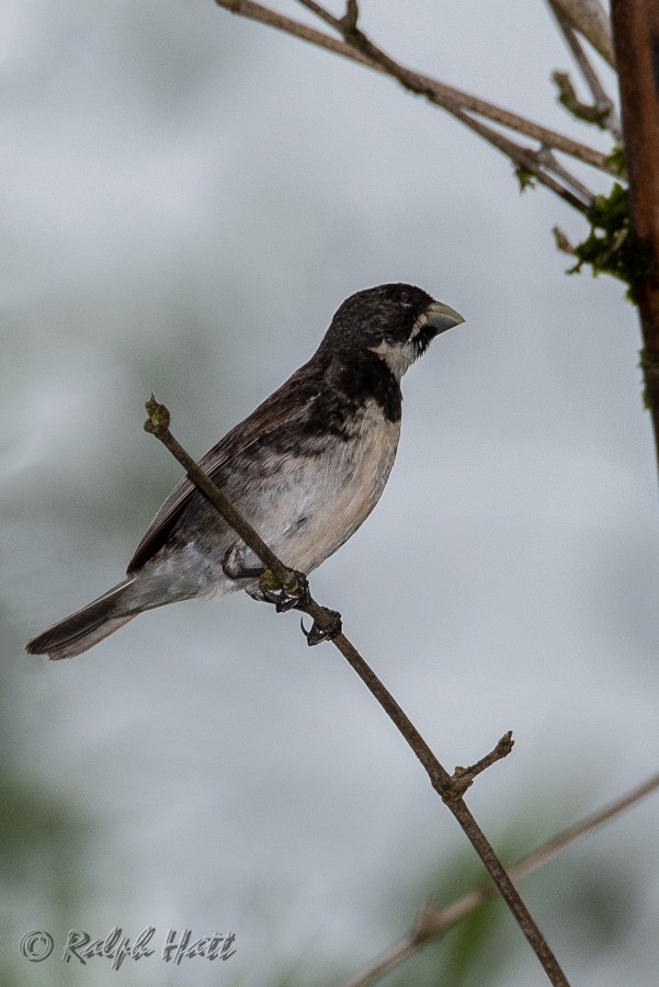 Double-collared Seedeater - ML218535431