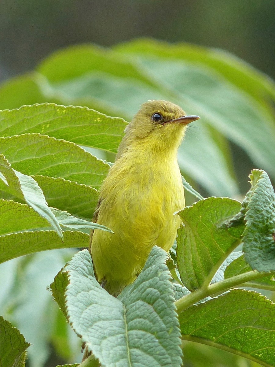 Mountain Yellow-Warbler - Jenny Bowman