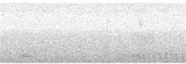 Square-tailed Nightjar - ML218537361