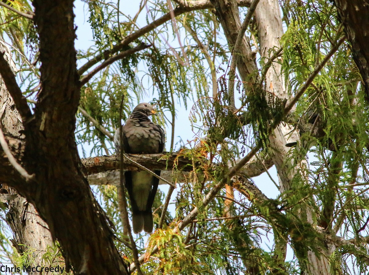 Band-tailed Pigeon - ML21853821