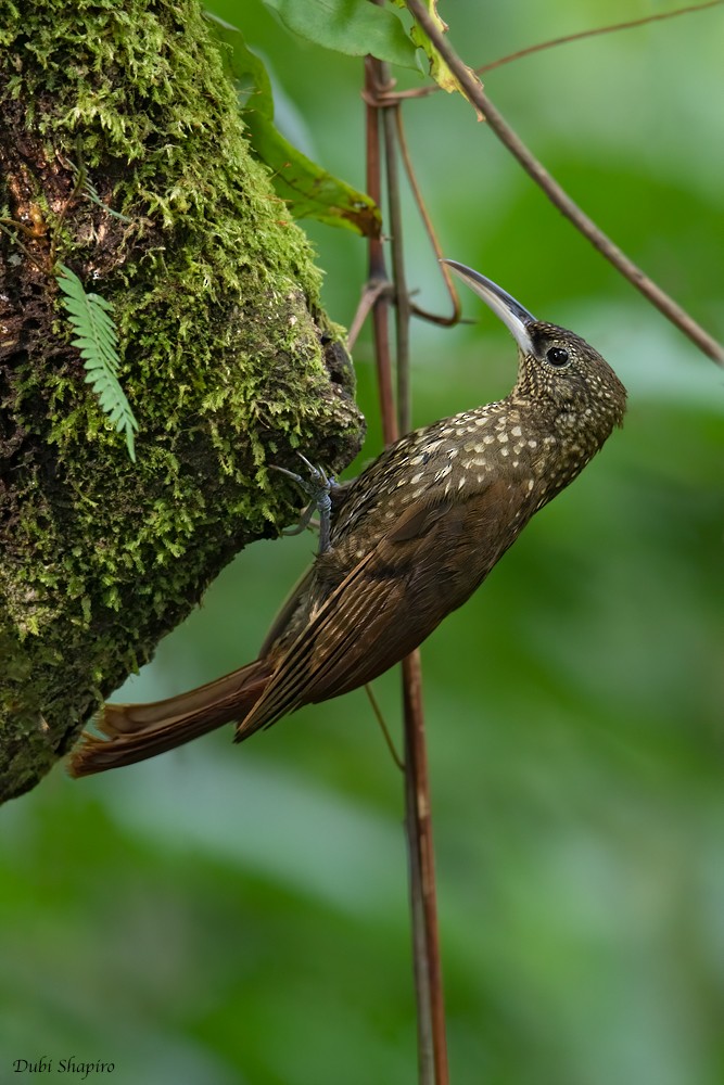 Spotted Woodcreeper - ML218538251