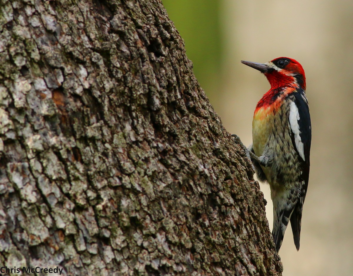 Red-naped x Red-breasted Sapsucker (hybrid) - ML21853931
