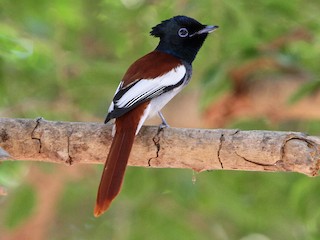 アフリカサンコウチョウ - eBird