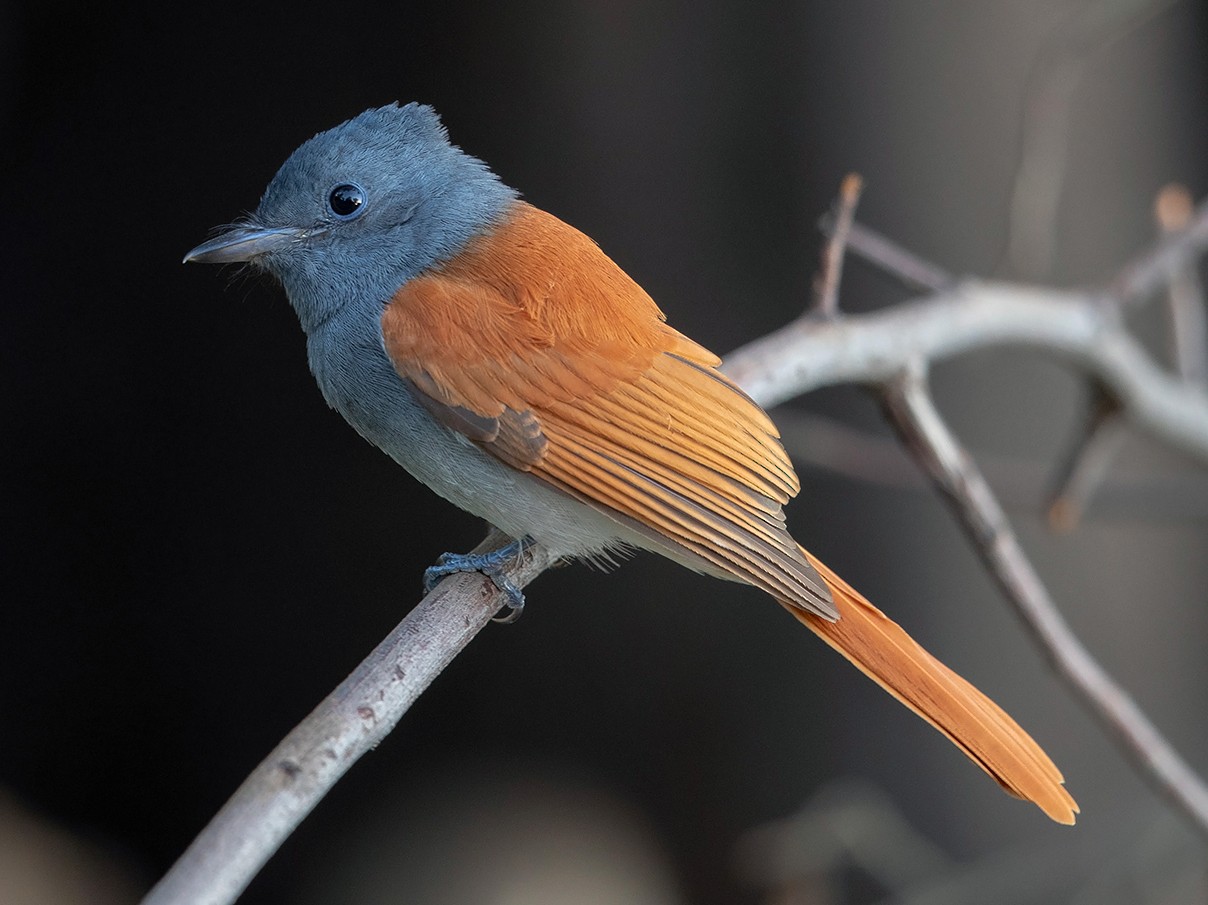 African Paradise-Flycatcher - Niall D Perrins
