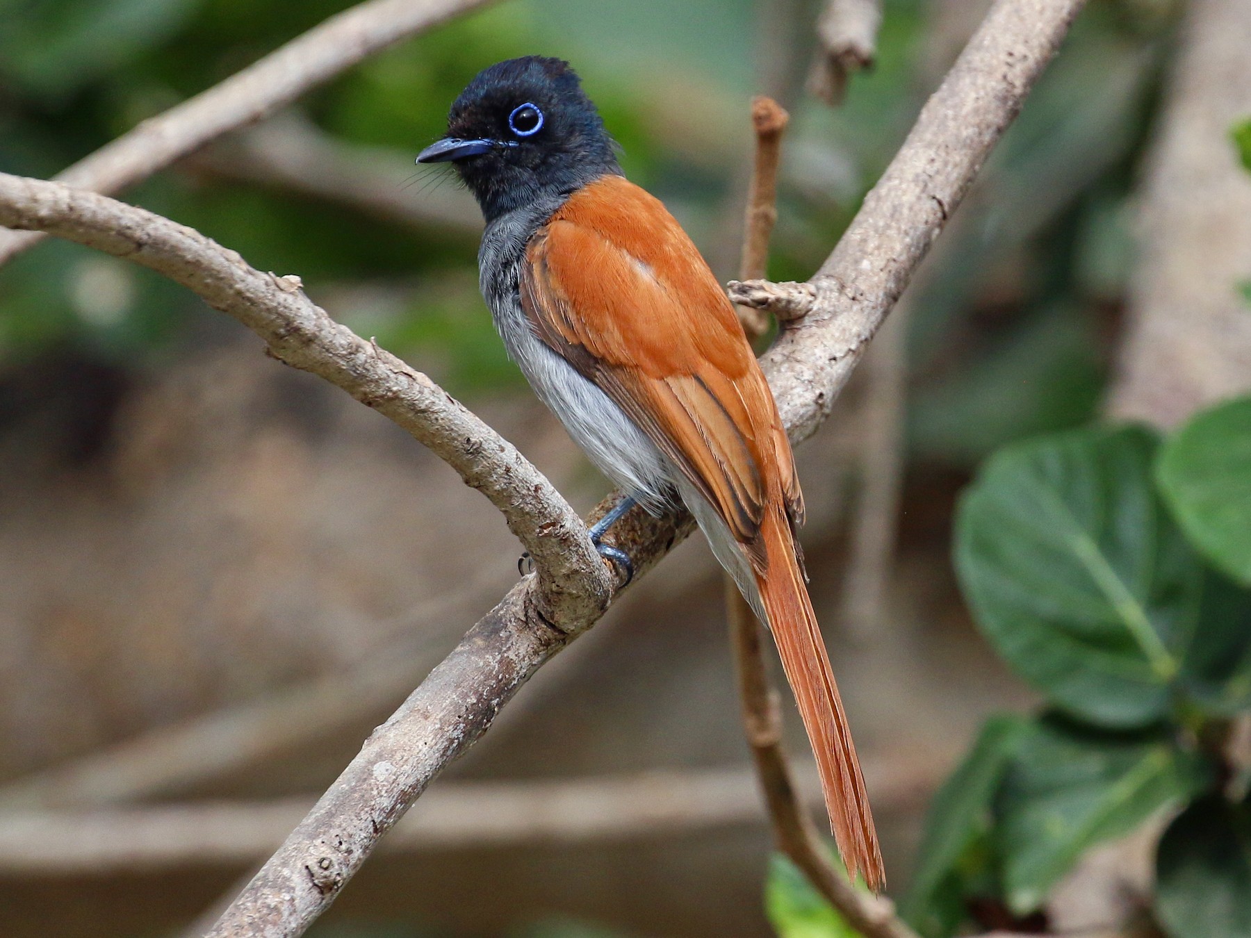 African Paradise-Flycatcher - Tommy Pedersen