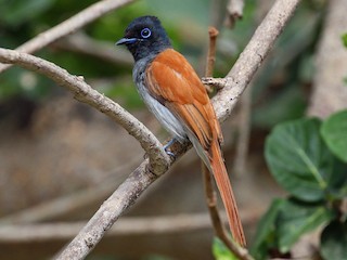 アフリカサンコウチョウ - eBird