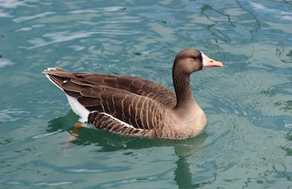 Greater White-fronted Goose, ML218541441