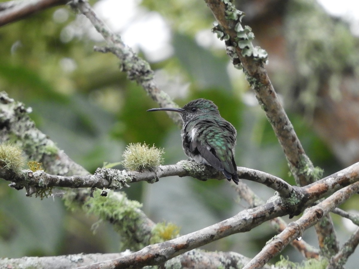Shining-green Hummingbird - Maureen Blackford