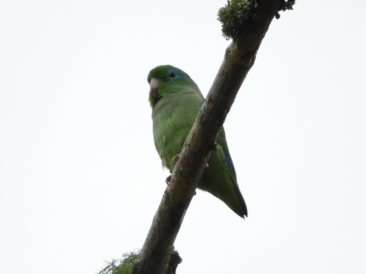 Spectacled Parrotlet - ML218541941
