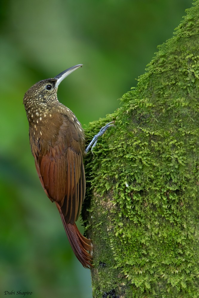 Spotted Woodcreeper - ML218555941