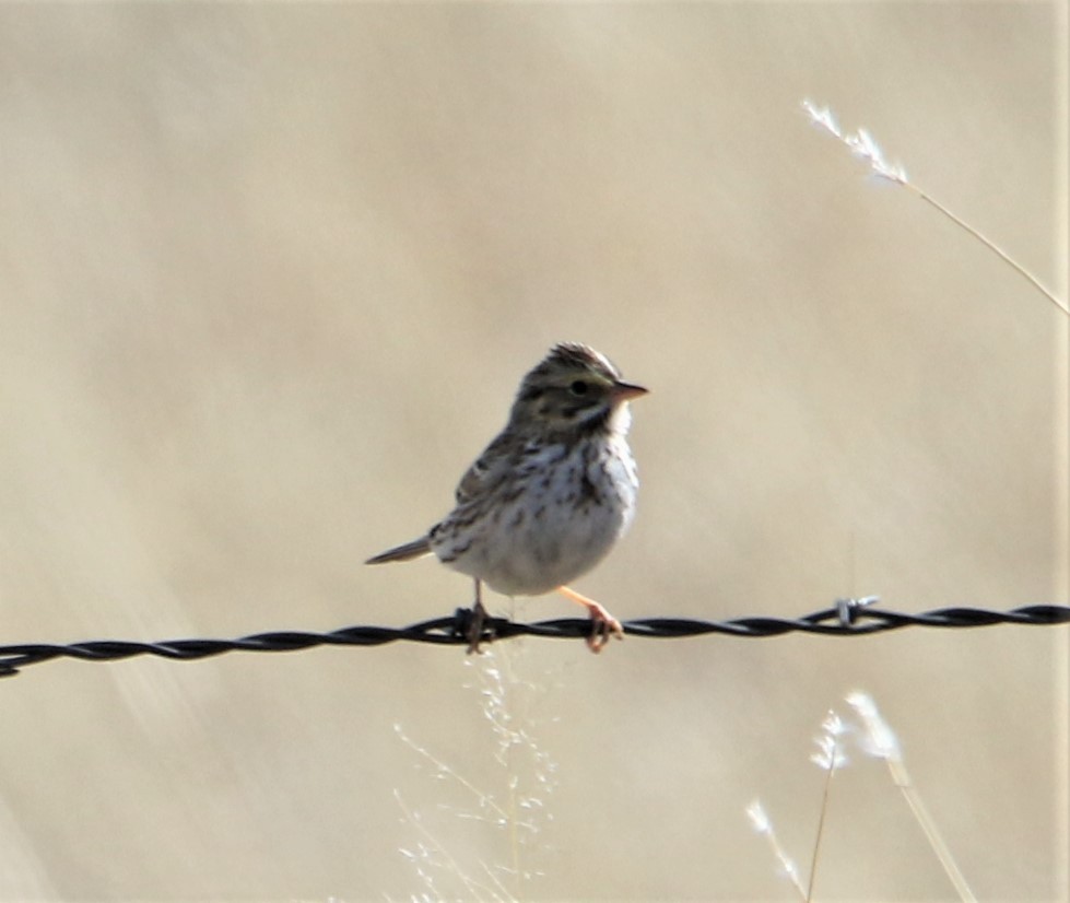 Savannah Sparrow - ML218559011