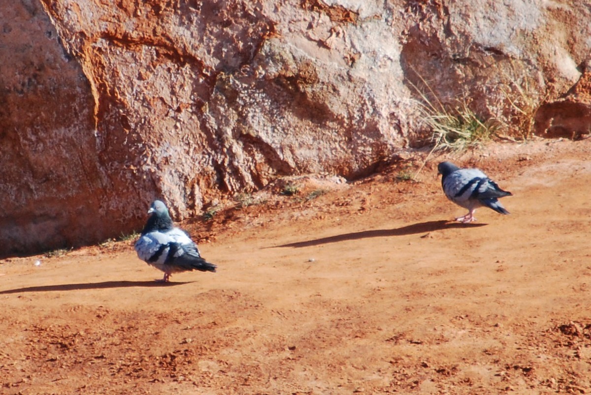 Rock Pigeon (Feral Pigeon) - Cinnamon Bergeron