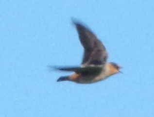 Cave Swallow - ML21856371