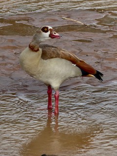 Egyptian Goose, ML218564511