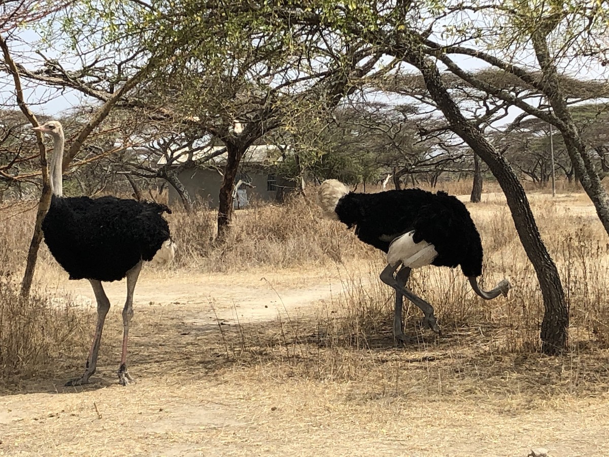 Somali Ostrich - Bruce Kronmiller