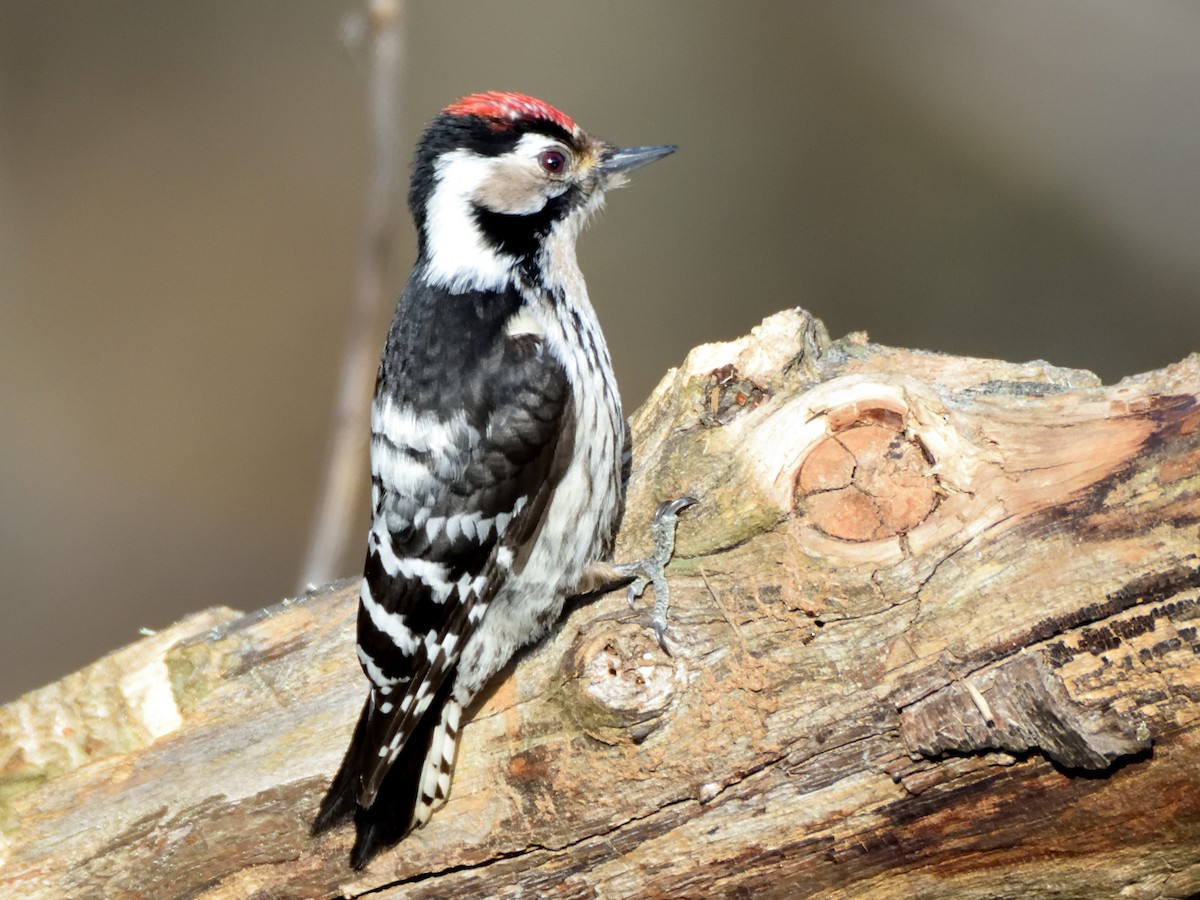 Lesser Spotted Woodpecker - ML218571851
