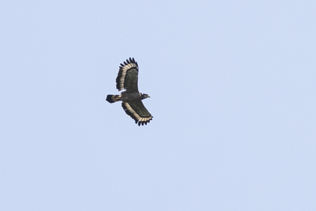 Crested Serpent-Eagle - ML218572541