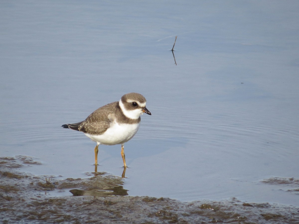 Semipalmated Plover - ML21857911