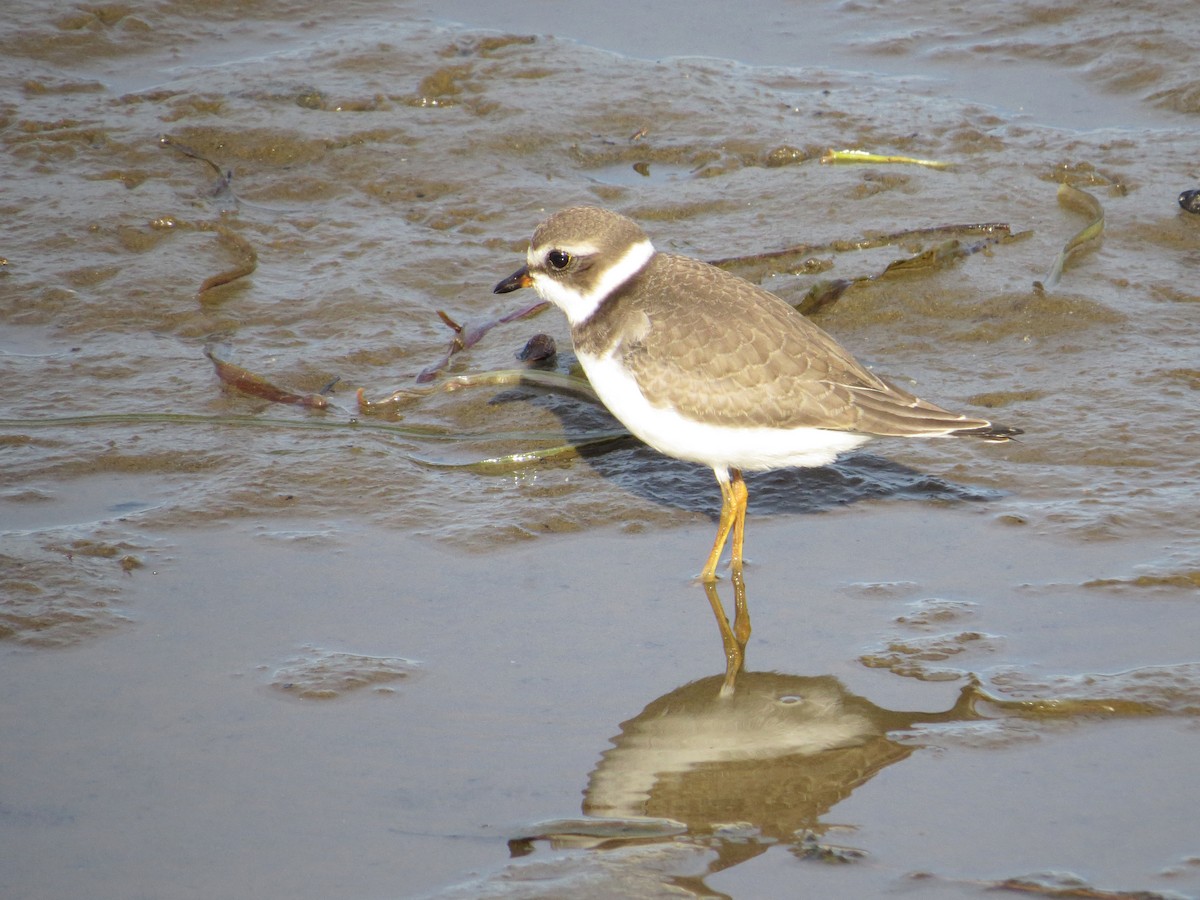 Semipalmated Plover - ML21857921