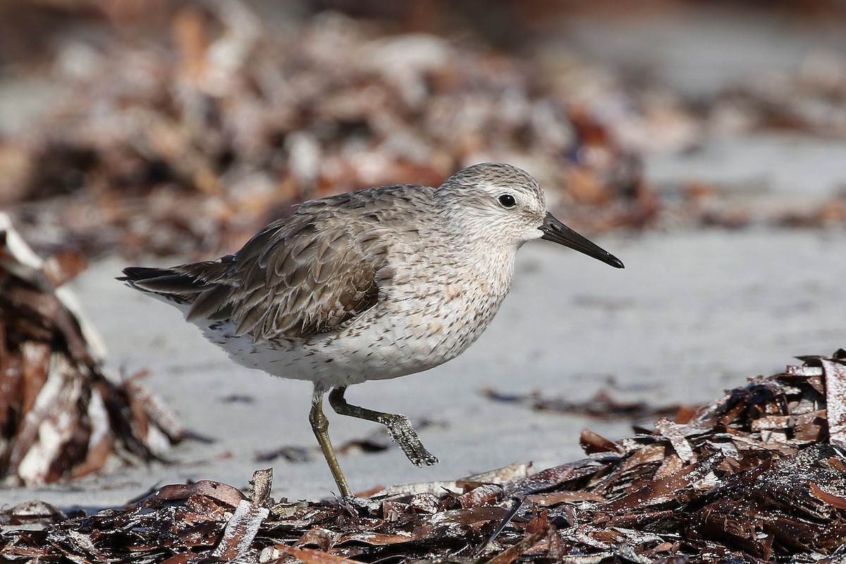 Red Knot - ML218579491