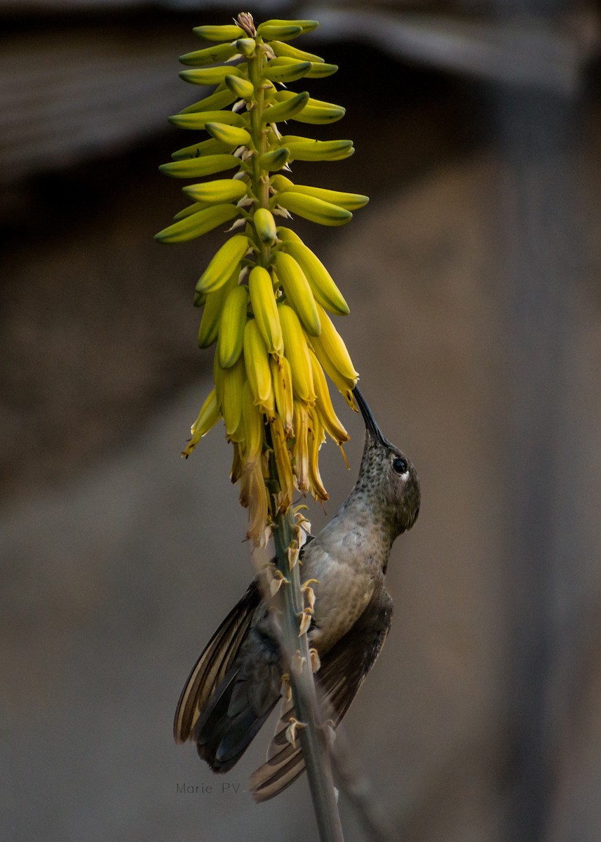 Spot-throated Hummingbird - ML218581511