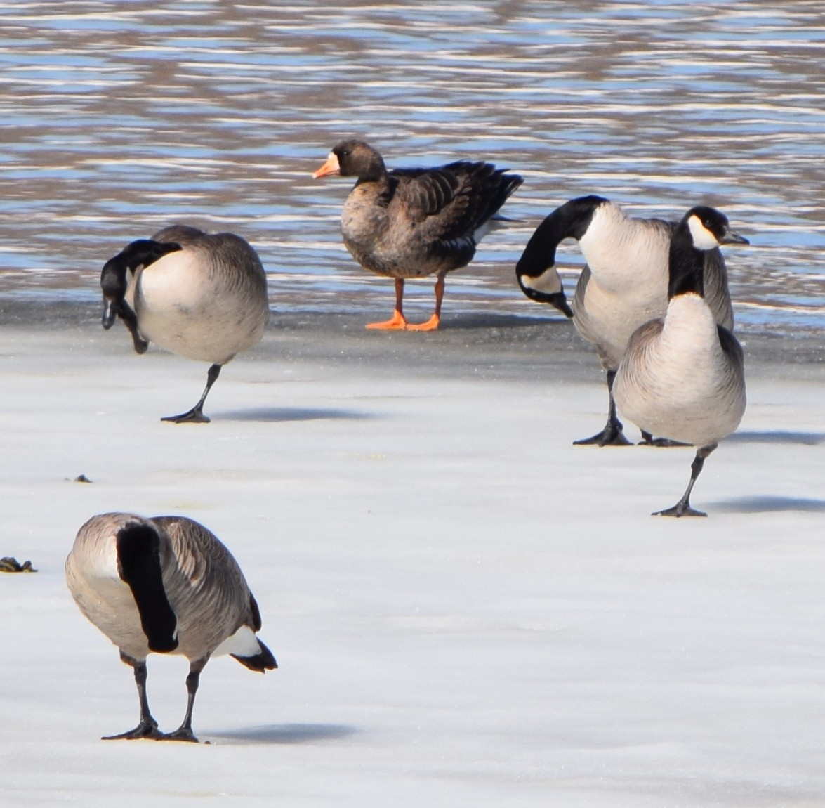 Greater White-fronted Goose - ML218583331