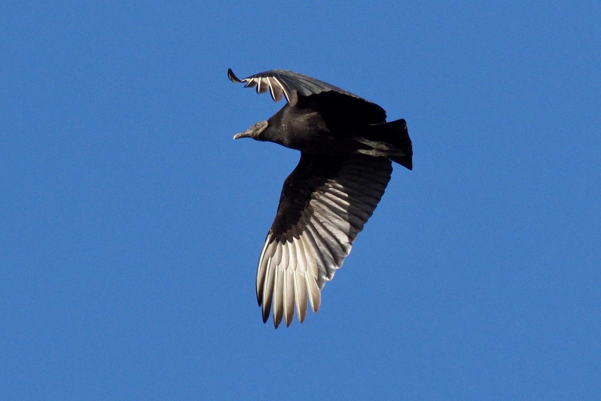 Black Vulture - Paul Kinzer