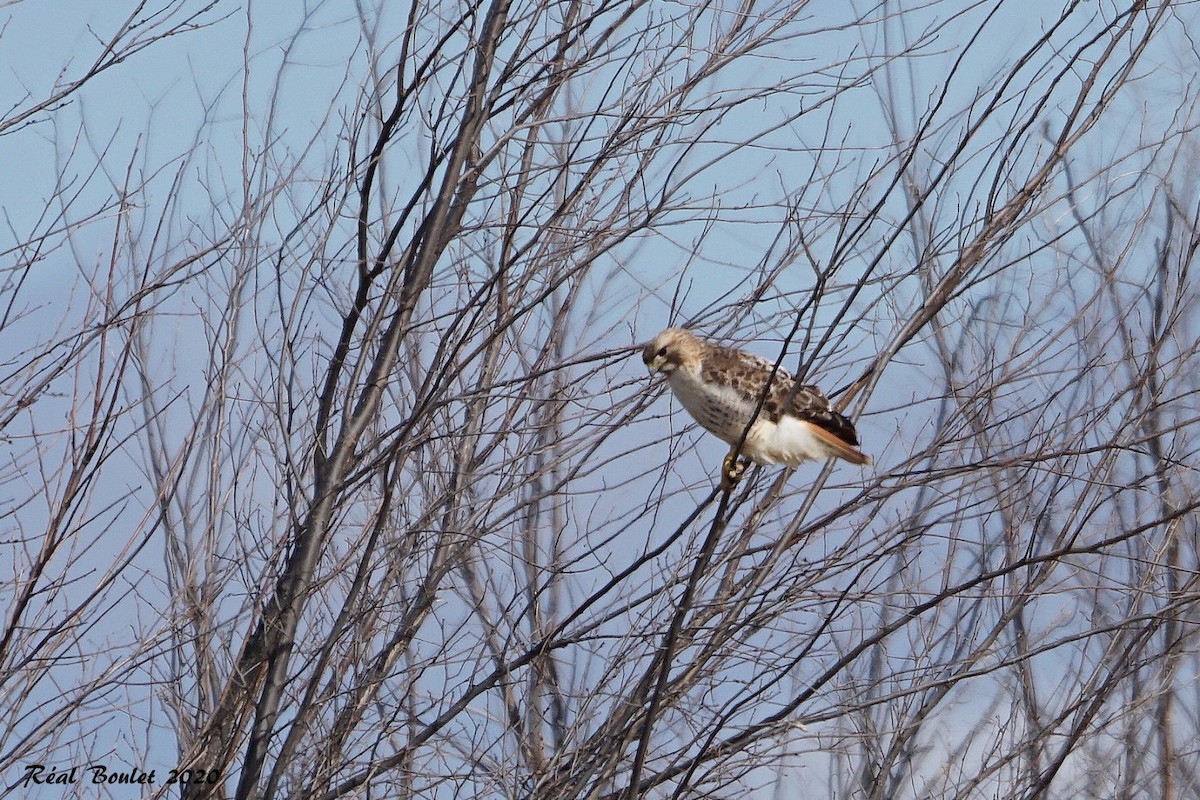 Red-tailed Hawk - ML218590241