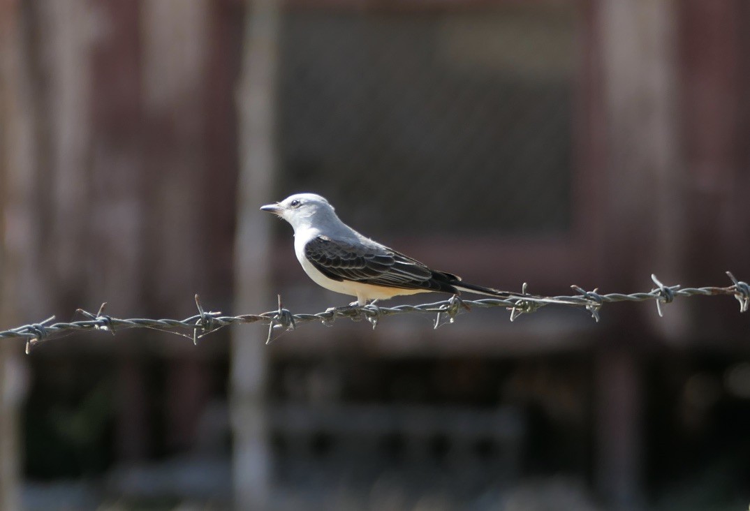 Scissor-tailed Flycatcher - Peter Ward