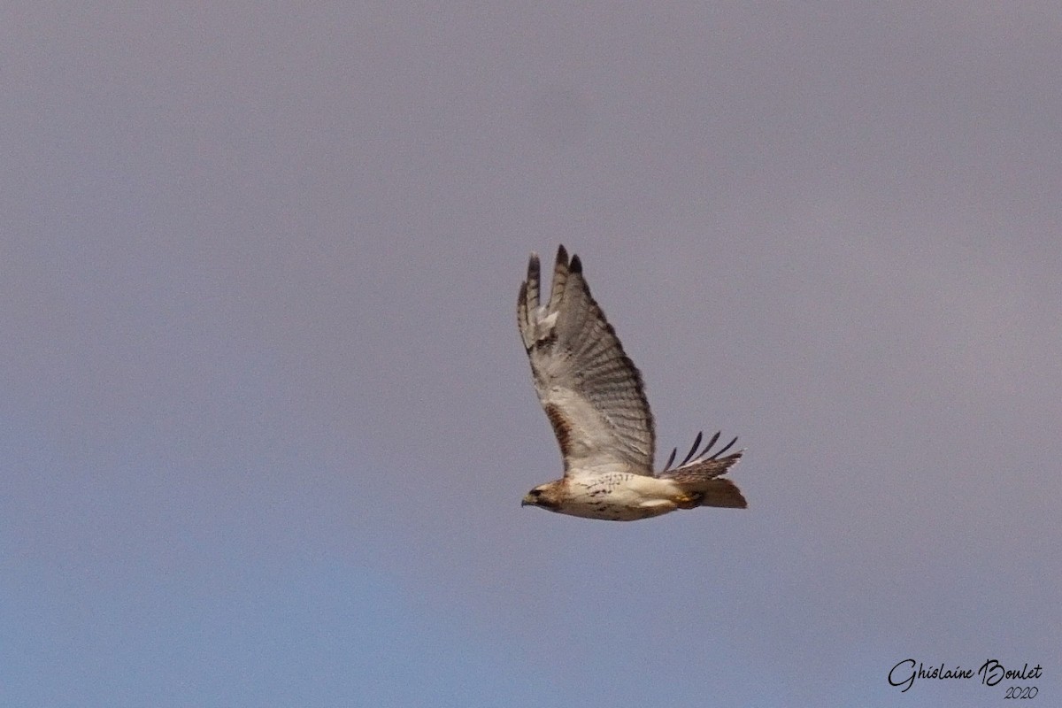 Red-tailed Hawk - ML218590341