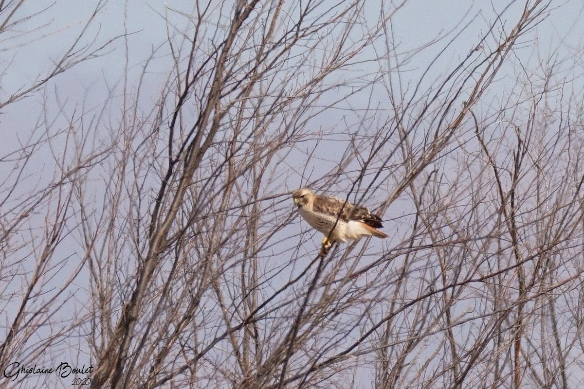 Red-tailed Hawk - ML218590351