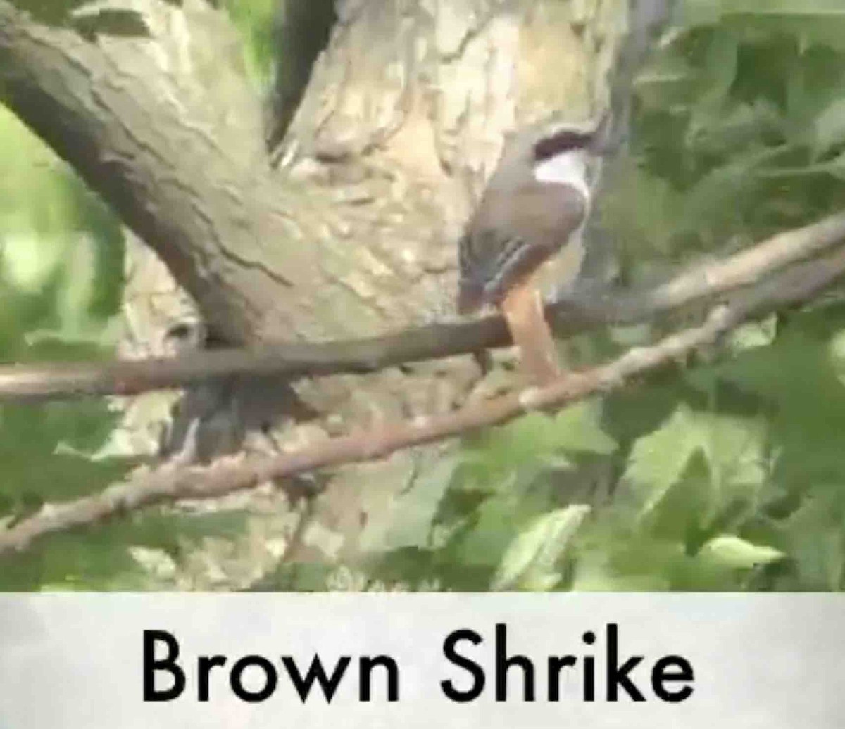 Brown Shrike - Martin Brazeau