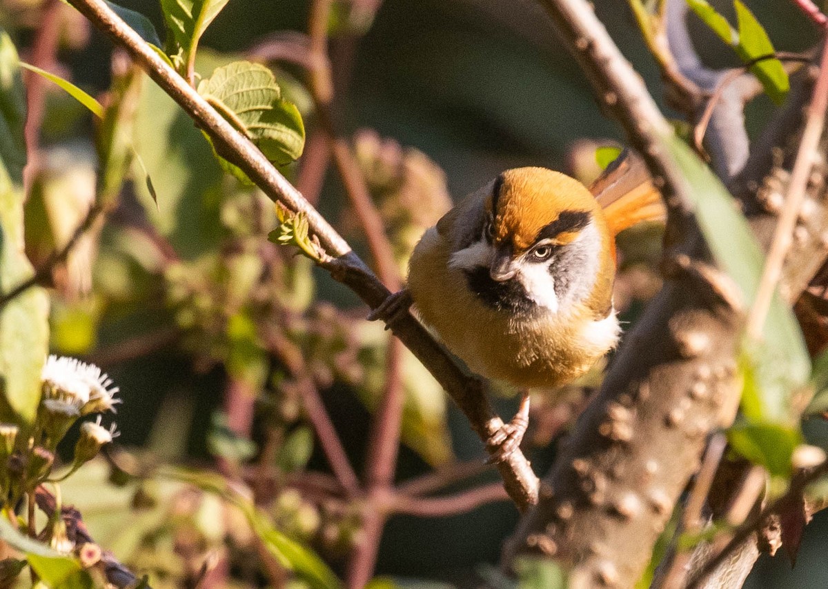 Black-throated Parrotbill (Buff-breasted) - ML218595891