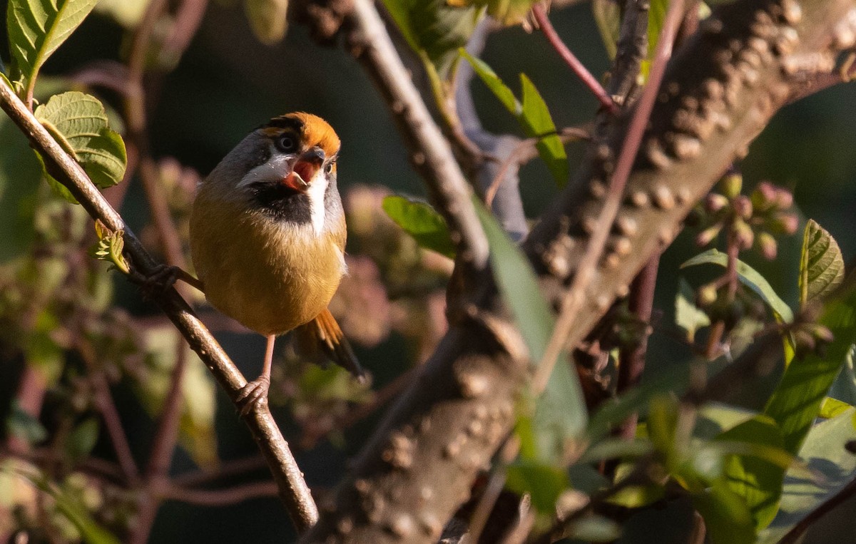 Black-throated Parrotbill (Buff-breasted) - ML218595941