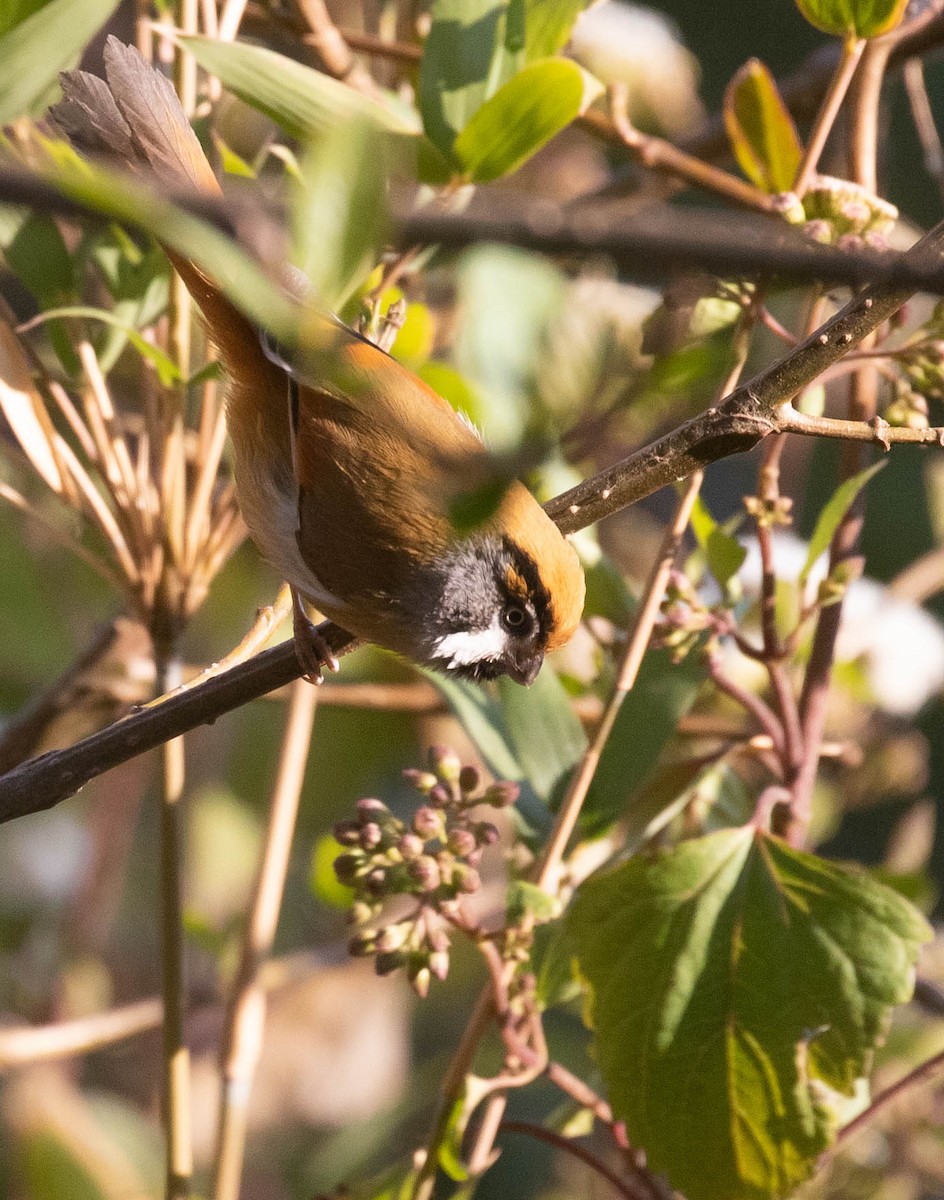 Black-throated Parrotbill (Buff-breasted) - ML218595961