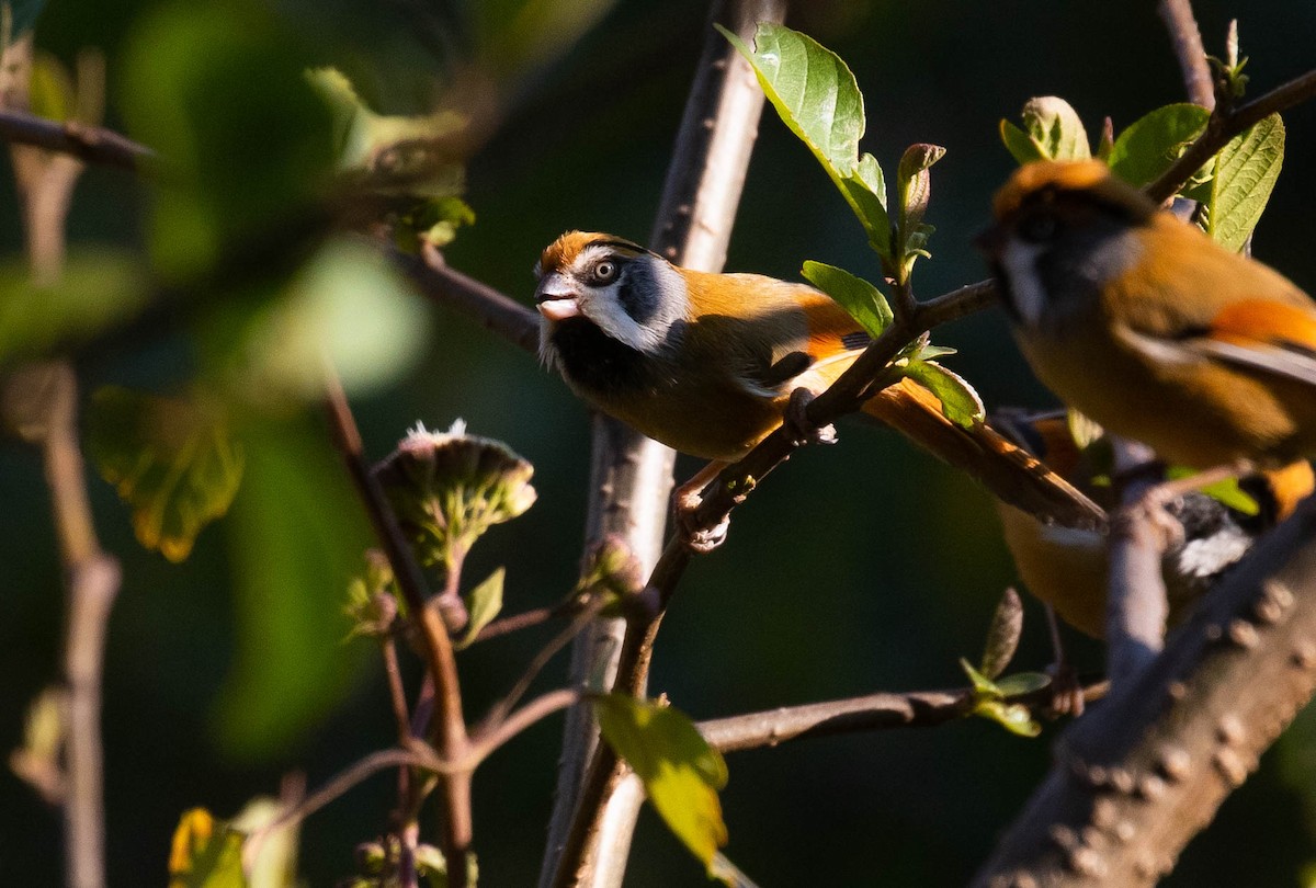 Black-throated Parrotbill (Buff-breasted) - ML218596011