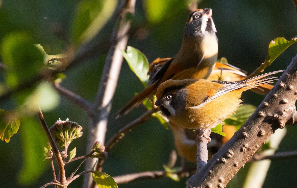 Black-throated Parrotbill (Buff-breasted) - ML218596031