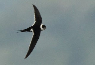  - Great Swallow-tailed Swift