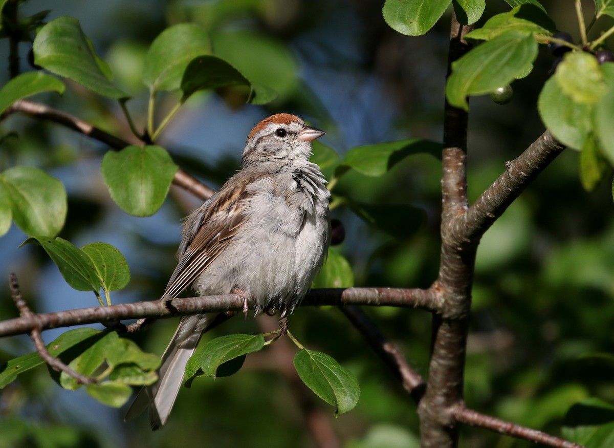 Chipping Sparrow - Jay McGowan