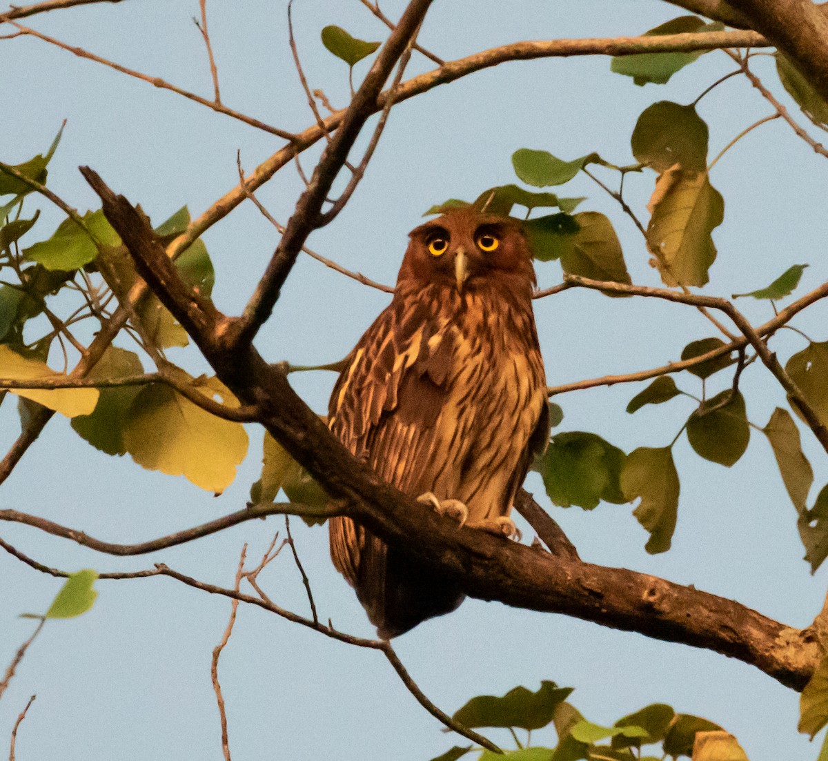 Philippine Eagle-Owl - ML218601691