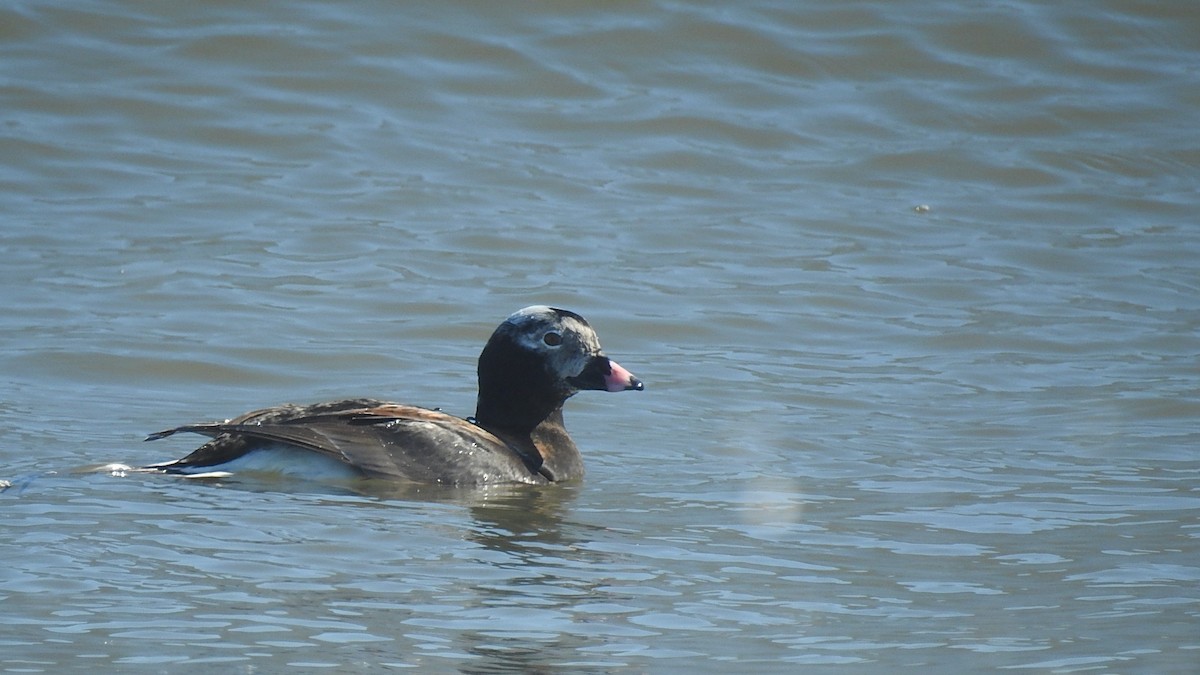 Long-tailed Duck - ML218605931